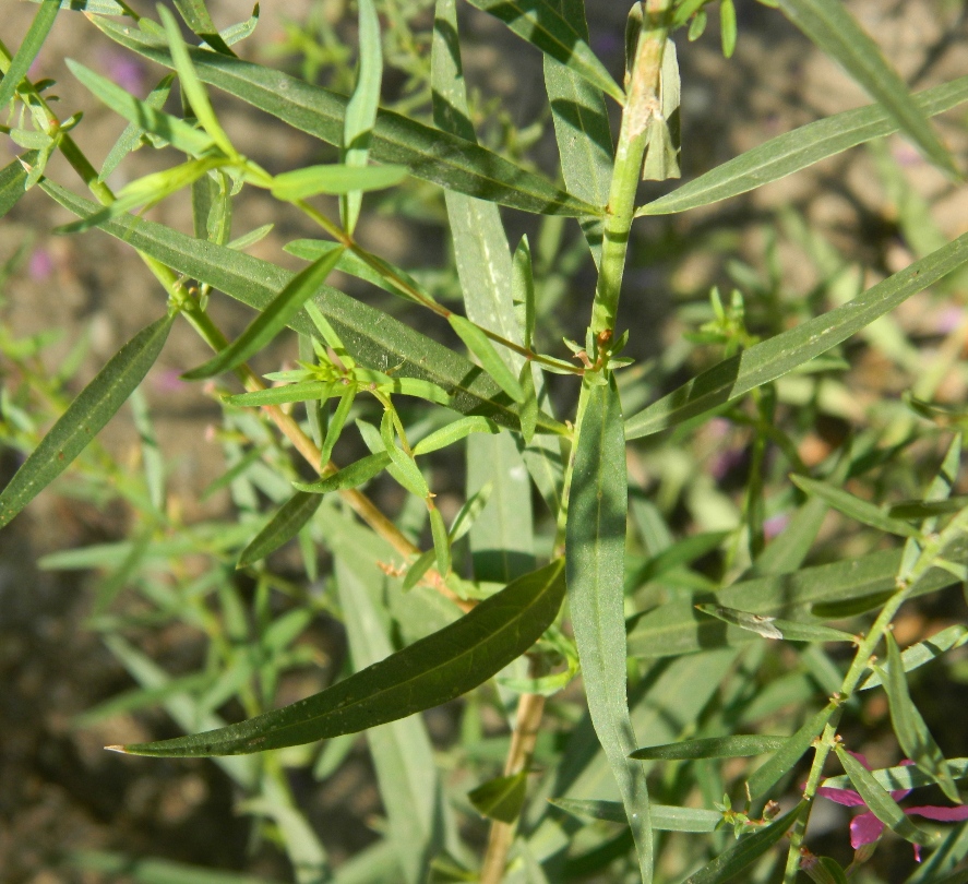 Image of Lythrum virgatum specimen.