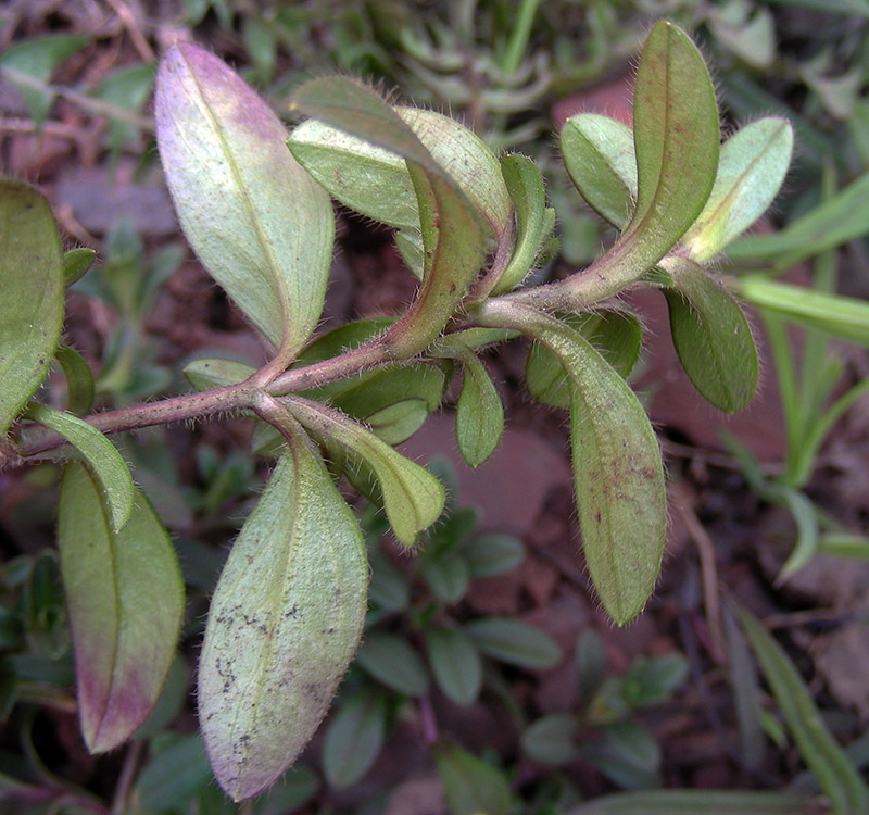 Image of Cerastium holosteoides specimen.
