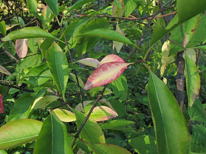 Изображение особи Euonymus maackii.