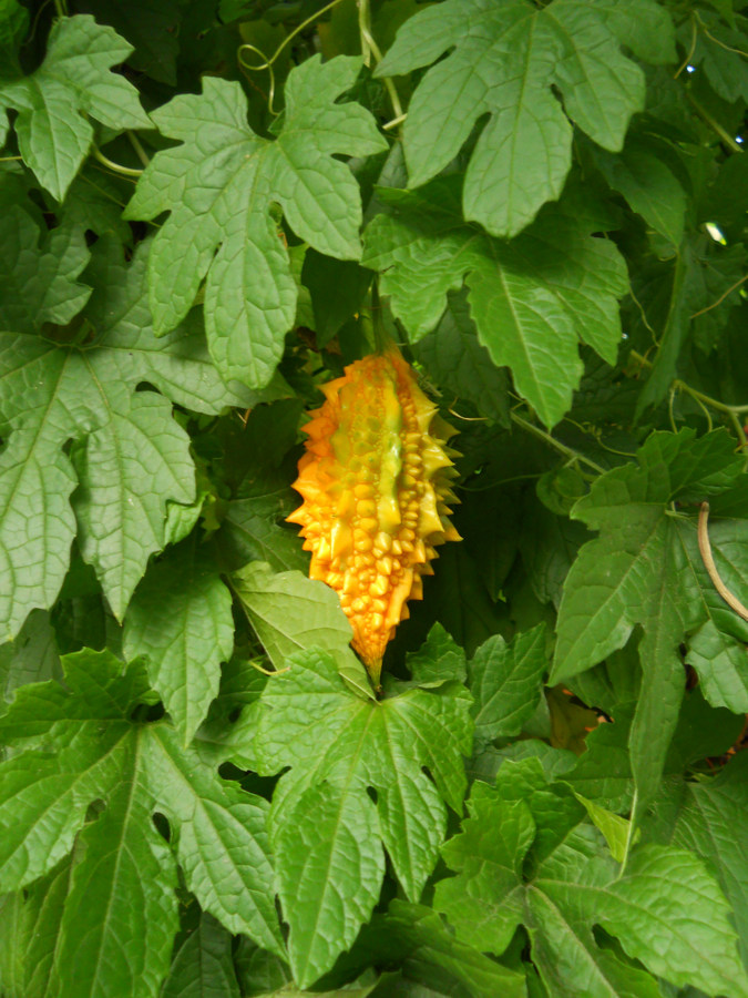 Image of Momordica charantia specimen.