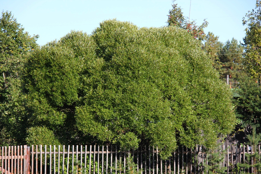 Изображение особи Salix fragilis var. sphaerica.