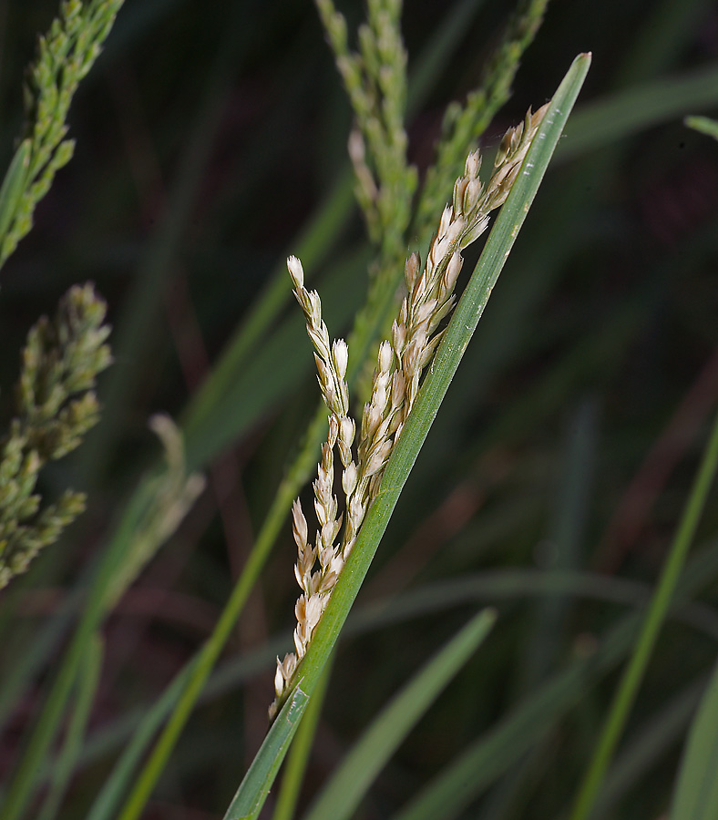 Изображение особи Poa pratensis.