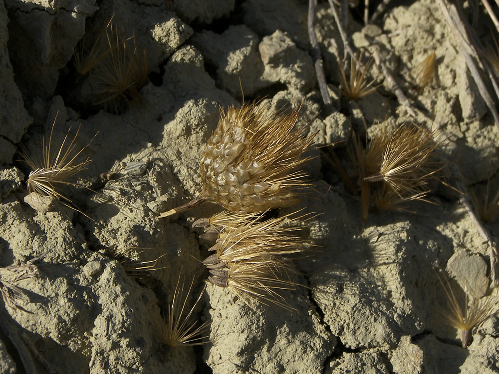 Изображение особи Callicephalus nitens.