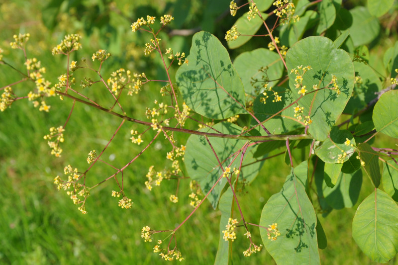 Изображение особи Cotinus coggygria.