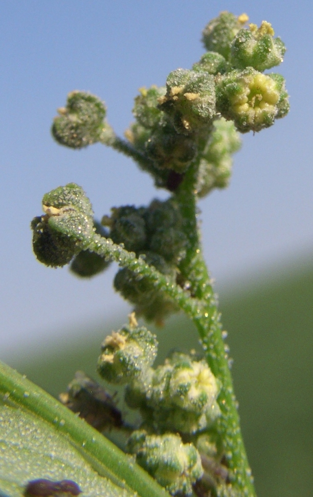 Image of Chenopodium album specimen.