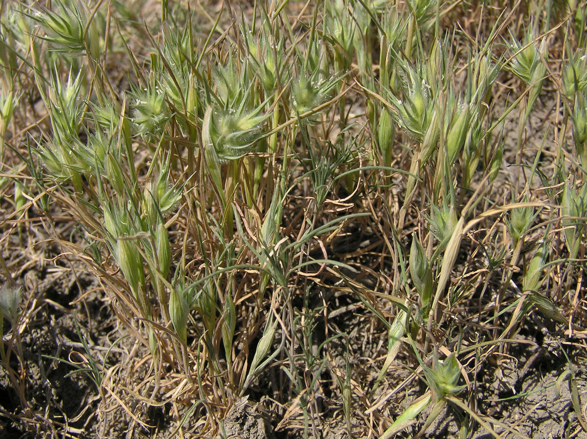 Image of Eremopyrum distans specimen.