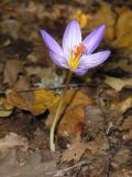 Crocus speciosus