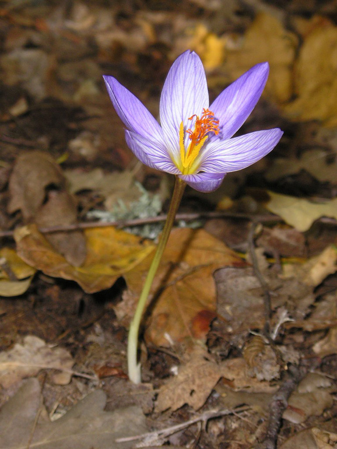 Изображение особи Crocus speciosus.