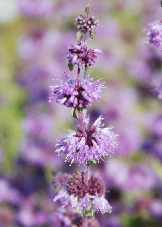 Изображение особи Mentha pulegium.