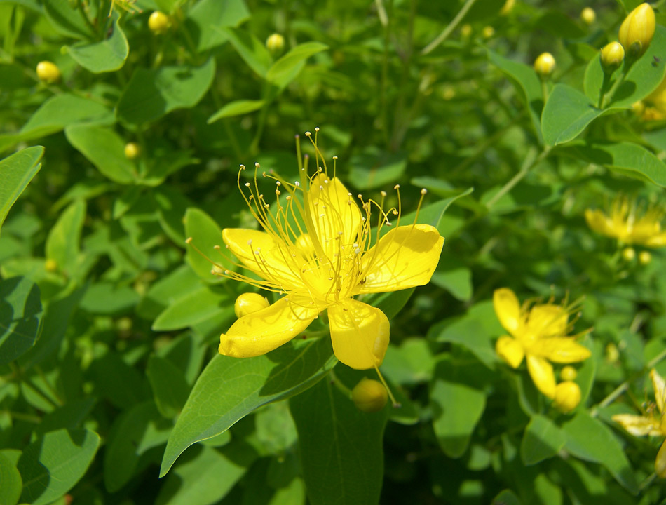 Изображение особи Hypericum hircinum.