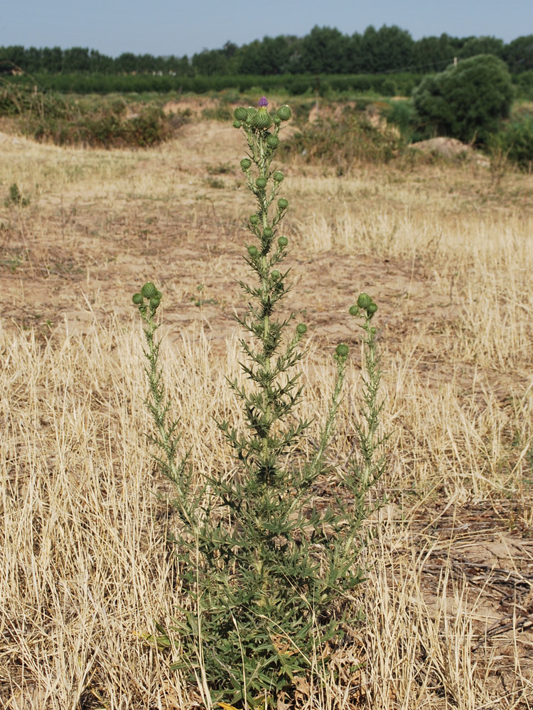 Image of Cirsium vulgare specimen.