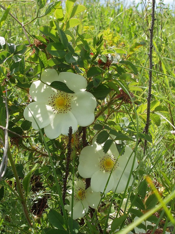 Image of Rosa spinosissima specimen.