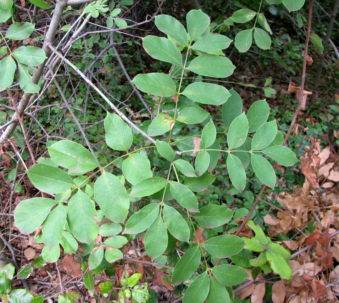 Image of Fraxinus ornus specimen.