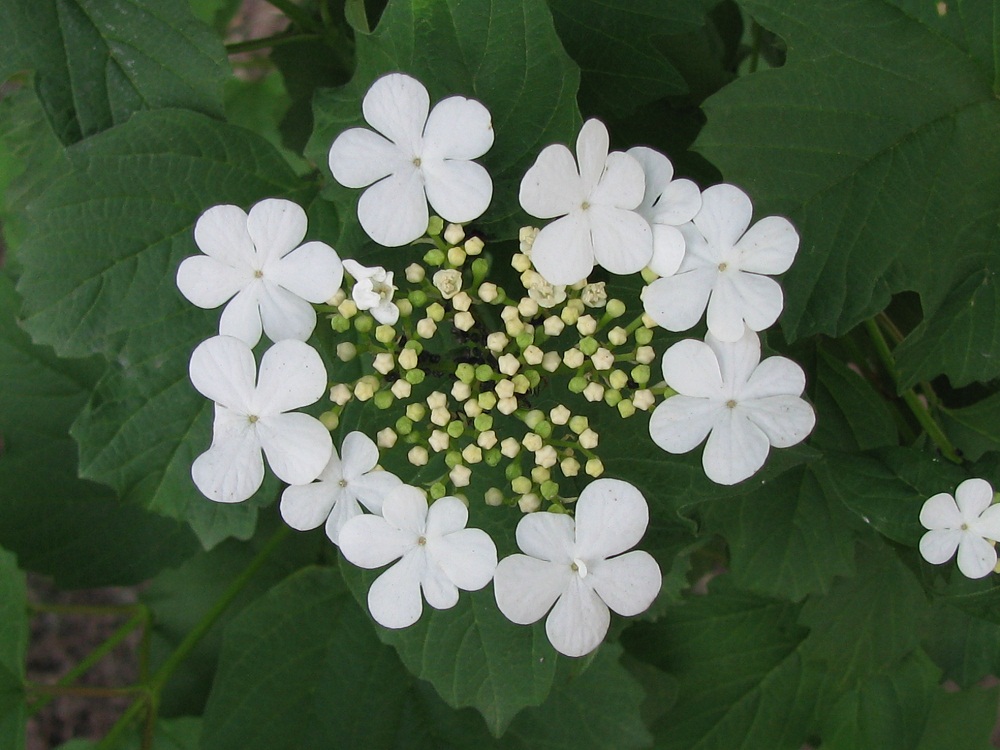 Изображение особи Viburnum opulus.