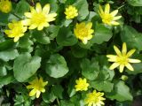 Ficaria verna. Цветущие растения. Украина, г. Запорожье, о. Хортица. 01.04.2013.
