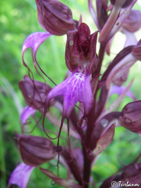 Image of Himantoglossum comperianum specimen.