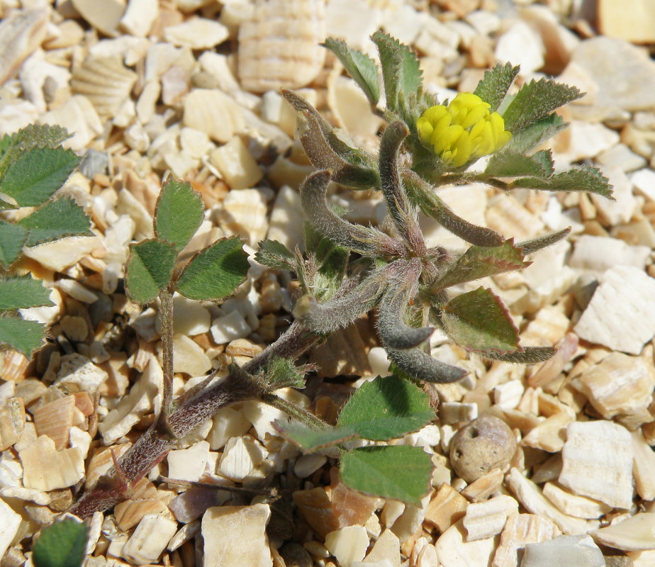 Image of Trigonella monspeliaca specimen.