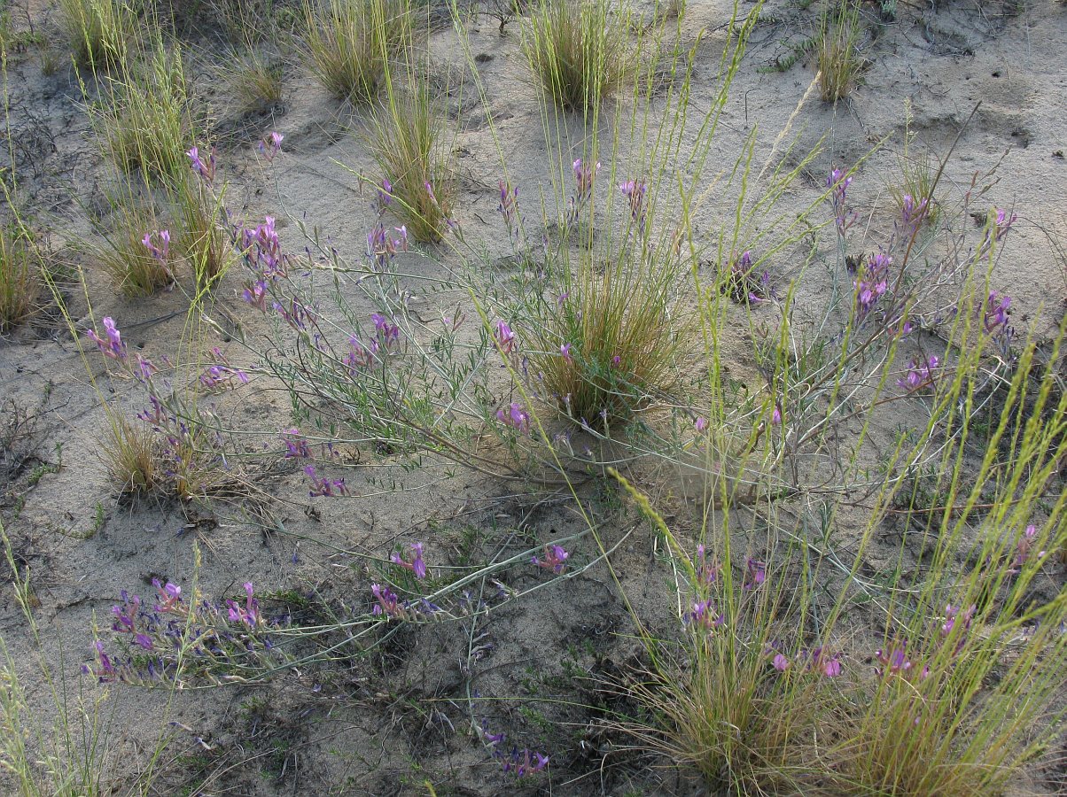 Изображение особи Astragalus varius.