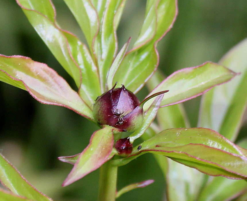 Image of Paeonia officinalis specimen.