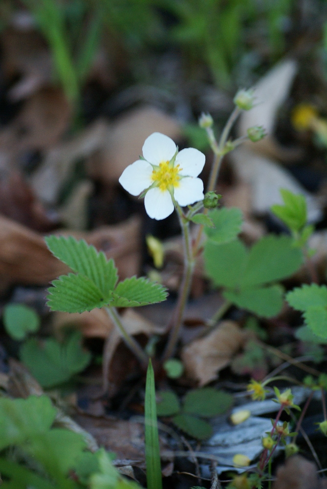 Image of Fragaria orientalis specimen.