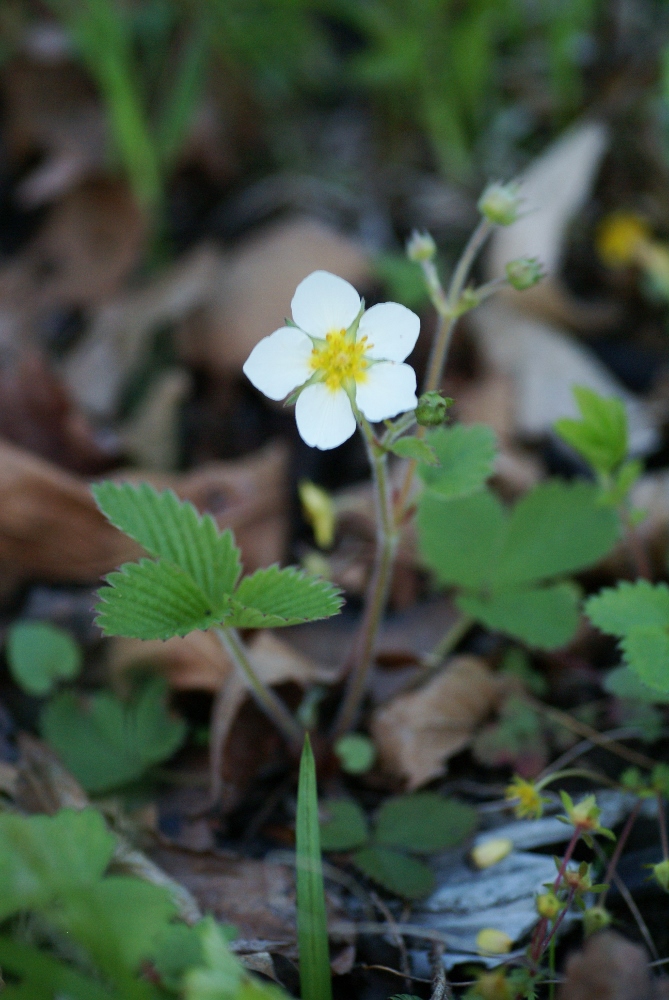 Изображение особи Fragaria orientalis.