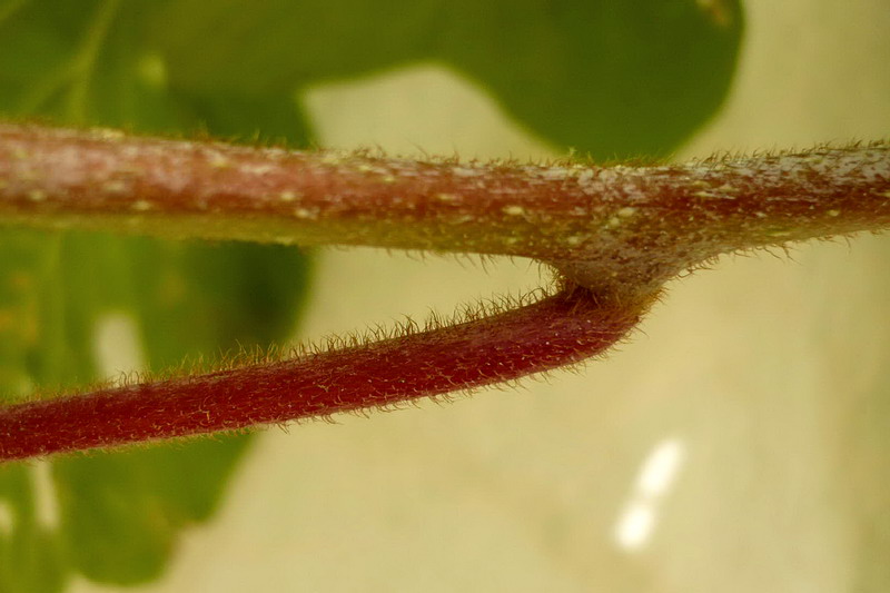 Image of Actinidia chinensis var. deliciosa specimen.