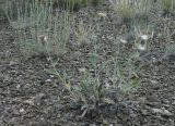 Cousinia affinis. Цветущее растение в чернобоялычно-ковыльковой опустыненной степи. Казахстан, Алматинская обл., Алакольский р-н, 79 км ЗЮЗ пос. Актогай Восточно-Казахстанской области; Северное Прибалхашье, мелкосопочный массив Шубартау, склон сопки. 08.06.2009.