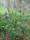 Vicia unijuga