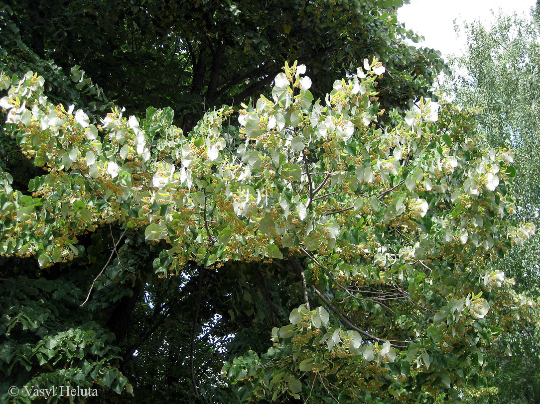 Изображение особи Tilia mandshurica.