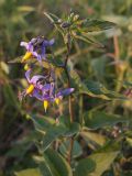 Solanum kitagawae