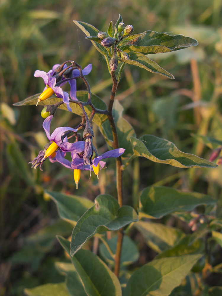 Image of Solanum kitagawae specimen.