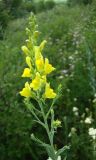 Linaria genistifolia. Верхушка цветущего растения. Краснодарский край, Кущёвский р-н, станица Шкуринская, балочная степь. 15.06.2009.