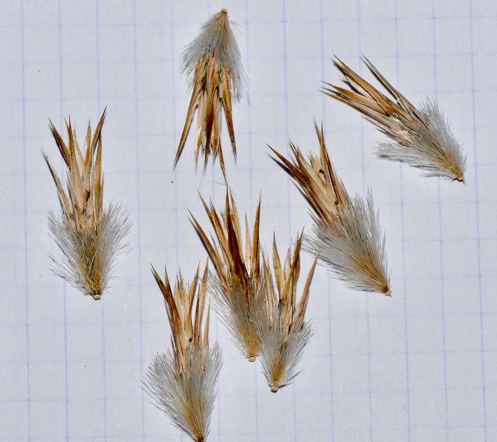 Image of Echinops adenocaulos specimen.