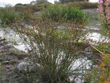 Juncus articulatus. Плодоносящее растение. Краснодарский край, окр. г. Крымск, берег р. Адагум. 03.09.2013.
