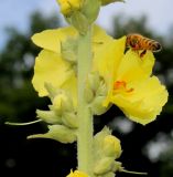 Verbascum phlomoides