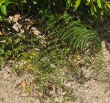 Pityrogramma calomelanos