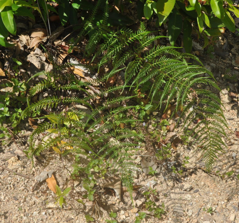 Image of Pityrogramma calomelanos specimen.