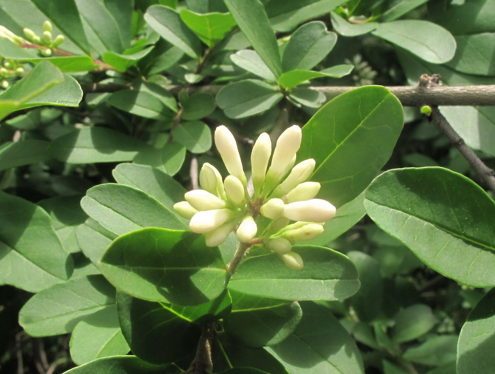 Image of Ligustrum yezoense specimen.
