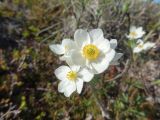 Anemonastrum sibiricum. Цветки. Чукотский автономный округ, Анадырский р-н, окр. пос. Угольные копи. 14 июня 2013 г.