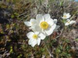 Anemonastrum sibiricum