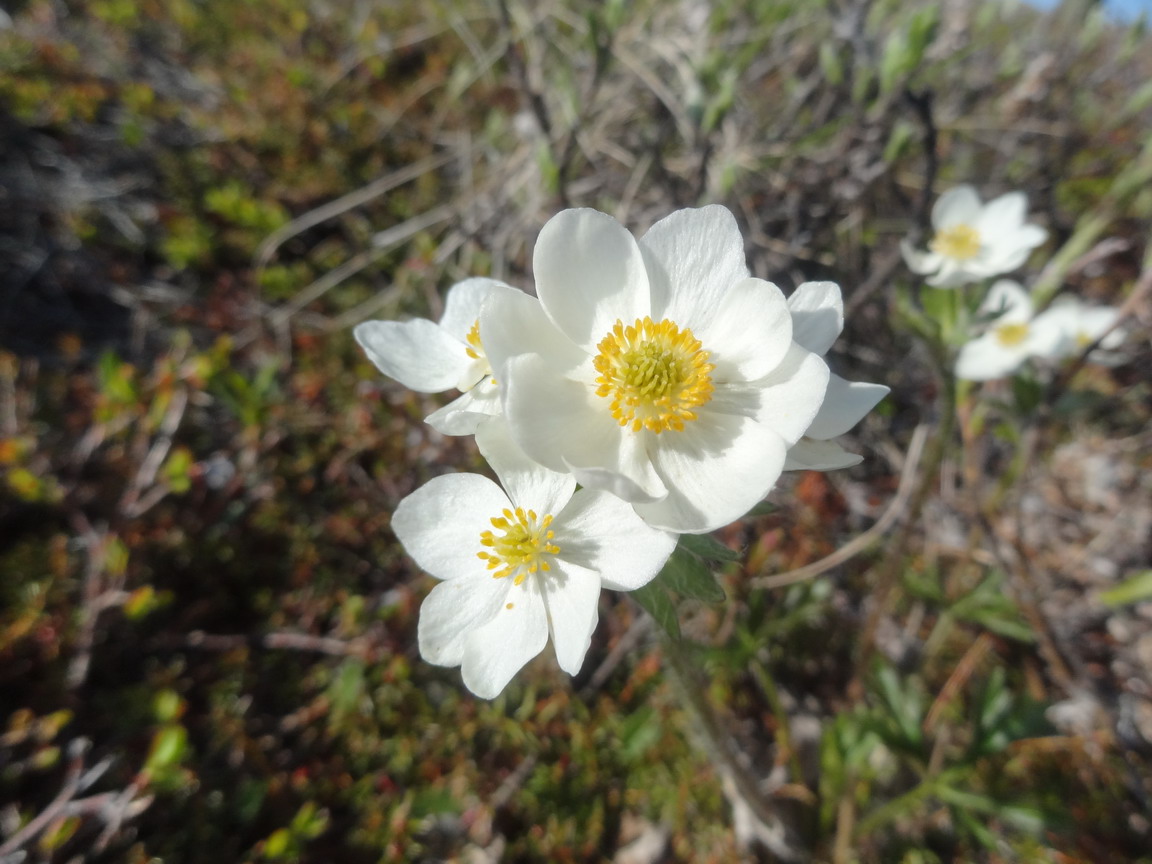 Изображение особи Anemonastrum sibiricum.