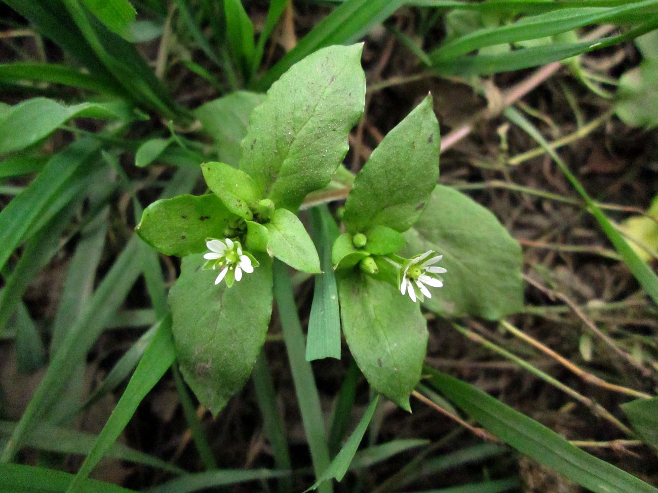 Image of Stellaria media specimen.