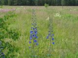 Delphinium elatum