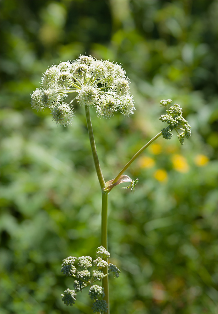 Изображение особи Angelica sylvestris.