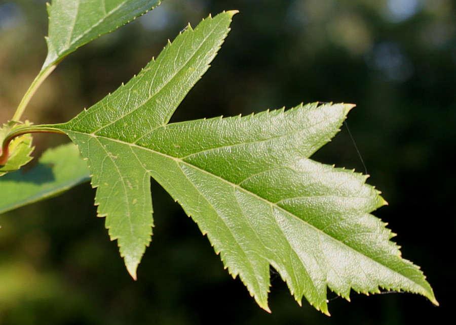 Изображение особи род Crataegus.