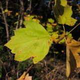 Sorbus torminalis. Лист. Краснодарский край, Крымский р-н, окр. станицы Нижнебаканская, обочина горно-лесной дороги. 22.09.2013.