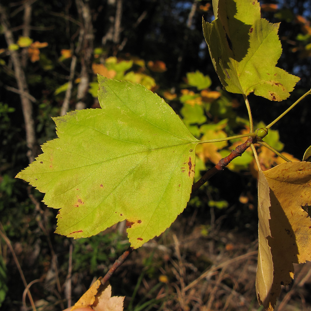 Image of Sorbus torminalis specimen.