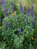 Salvia farinacea