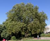 Platanus &times; acerifolia