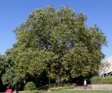 Platanus × acerifolia. Взрослое дерево. Германия, г. Essen, Grugapark. 29.09.2013.